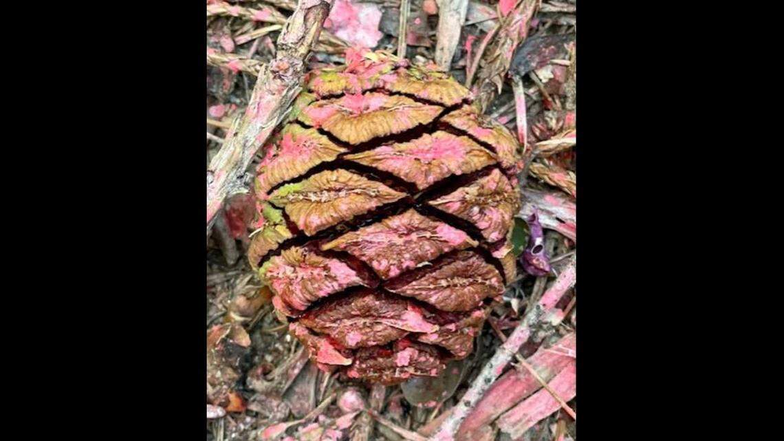 NPS photo of a single giant sequoia pinecone with remnants of fire retardant.