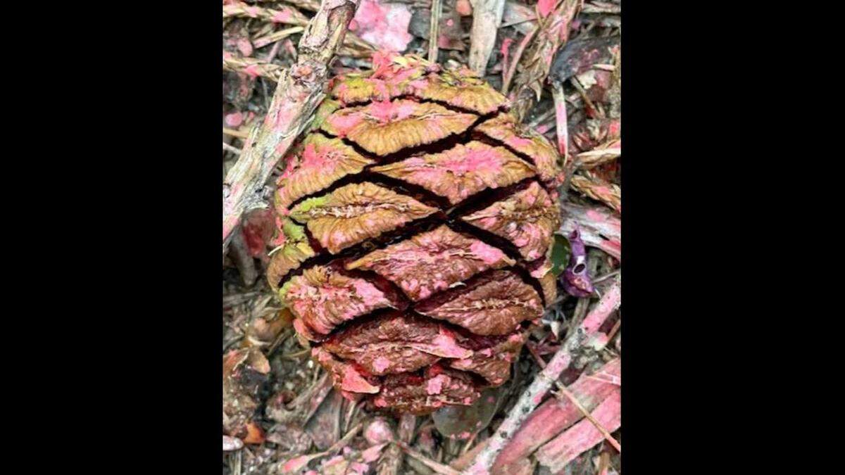 NPS photo of a single giant sequoia pinecone with remnants of fire retardant.