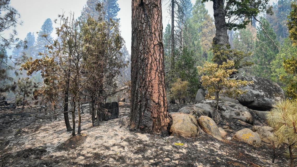 Southern California Edison-managed forest land west of Shaver lake shows some charred trees and ground cover caused by back burning during the devastating Creek Fire, but most of the forest is alive and intact. Just up the road on Sierra National Forest land, nearly all the trees appear completely burned from the fire.