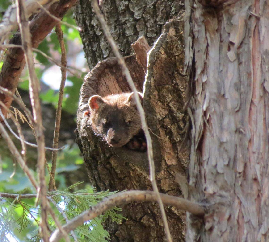 A fisher pictured in a tree cavity.