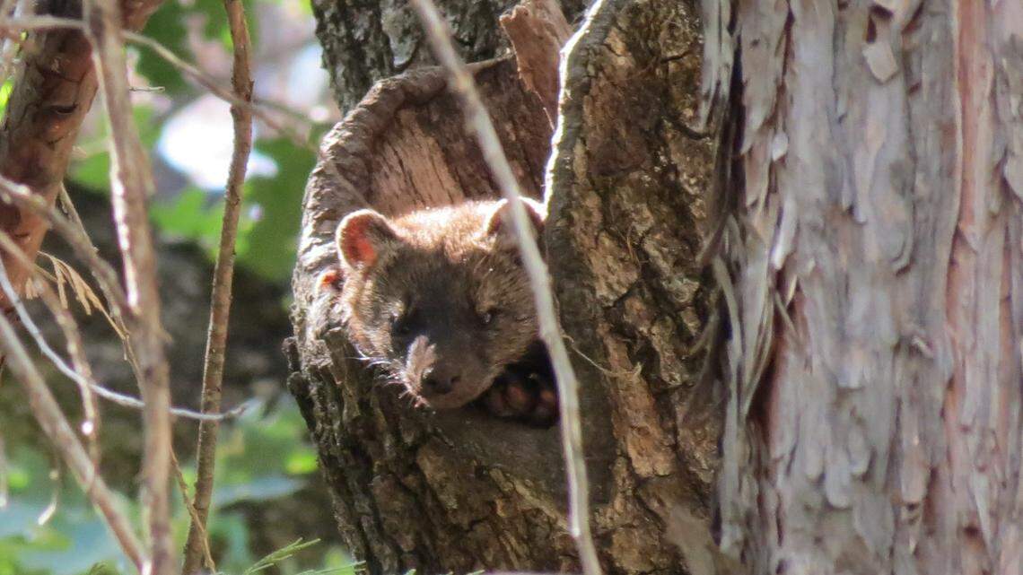 A fisher pictured in a tree cavity.