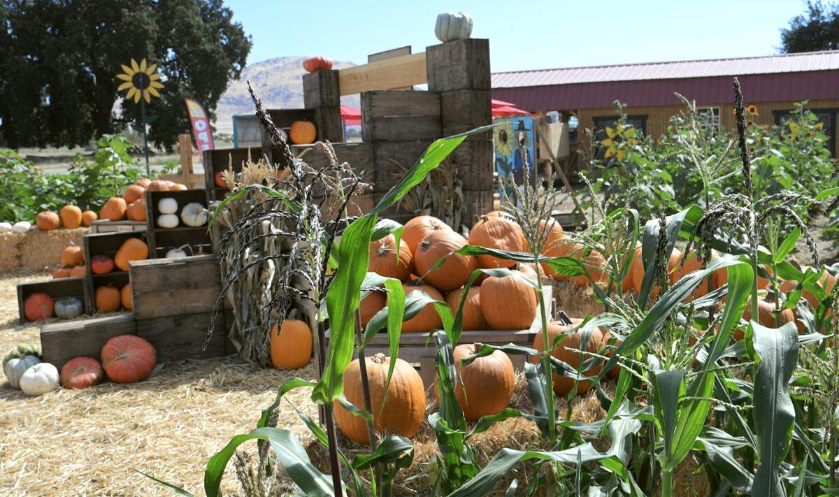 The Sunflower Farm Stand along Highway 180 near Sanger, is among the farms that are open to the public for fall-related fun including, pumpkin picking, sunflowers, a corn maze and a pumpkin launching device. Photographed Thursday, Oct. 2, 2025 near Sanger.