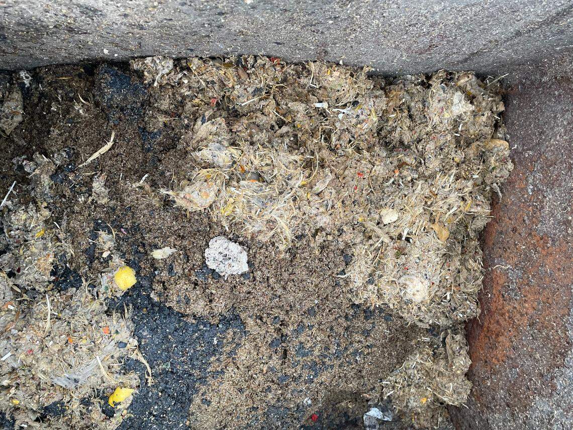 Feathers gathered with other soli waste at Sangers wastewater treatment plant. Former Sanger Public Works Director John Mulligan emailed David Pitman on June 7, 2023 saying the city had been seeing feathers in the domestic effluent for some time. “Please investigate this internally and determine the source. This definitely is an issue that needs to be resolved,” he said.