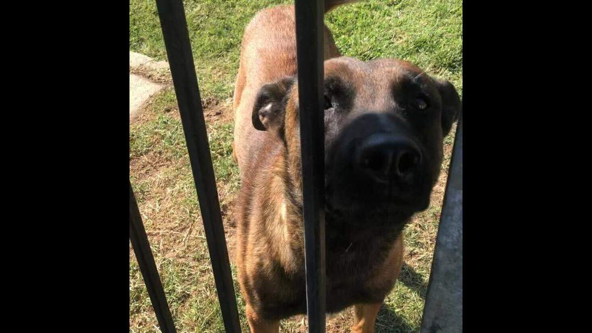 Madera County Sehriff’s Office K-9 Odin, who went missing Sunday, July 2, 2023, and was found later that day in Fresno.