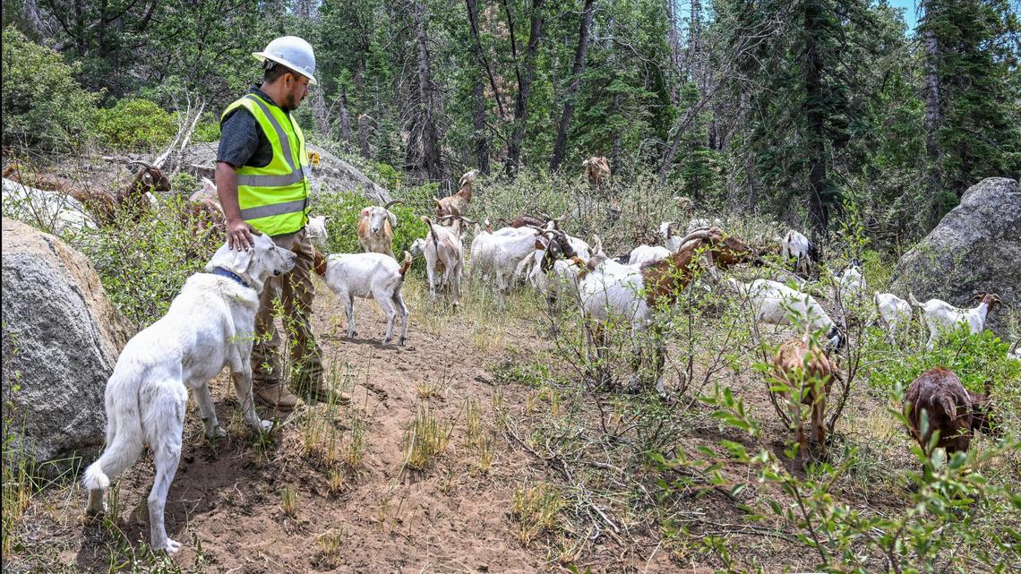 Herder Nacho Vasquez watches over grazing goats with his dog Rocky as the goats forage on vegetation below Southern California Edison transmission and distribution lines near the Big Creek Hydroelectric plant and Shaver Lake’s Balsam Forebay on Tuesday, Aug. 1, 2023.