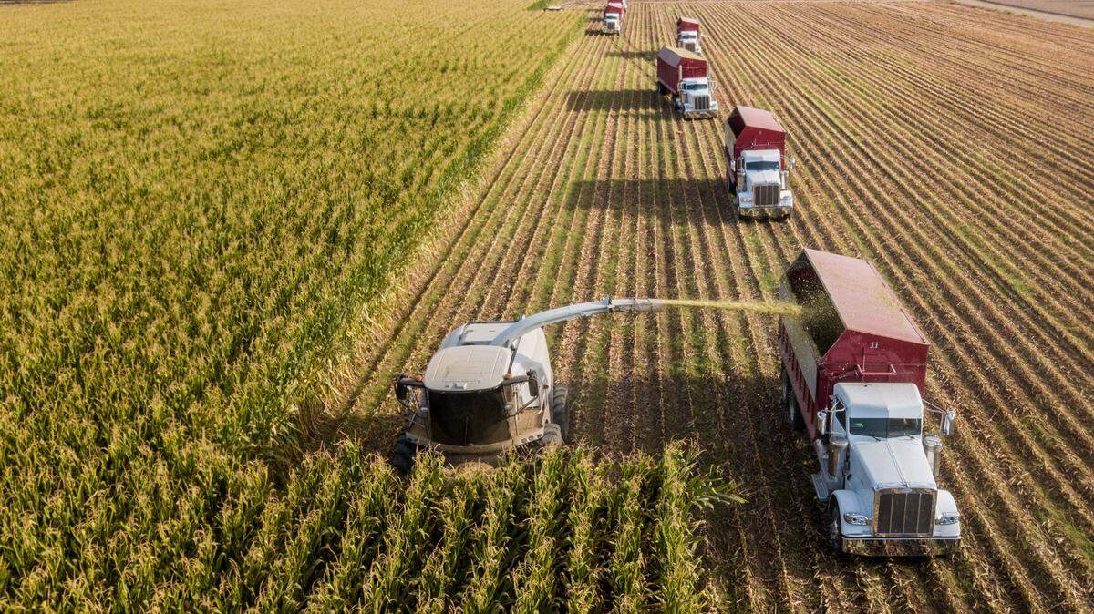 Harvesting corn silage for Hillcrest Dairy in Planada, Merced County.