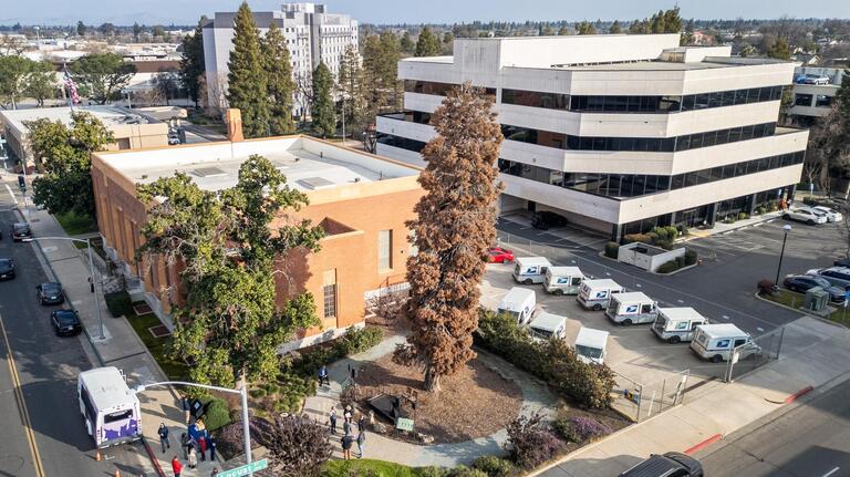 What does a city do when prized tree dies after nearly century? Here’s what Visalia did