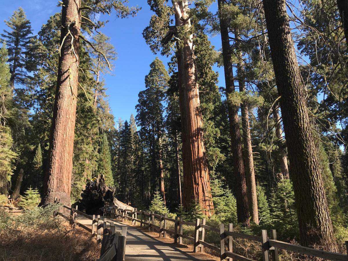 Grant Grove is a .08-mile loop trail that winds through some of the largest trees in the world, including General Grant Tree that was dubbed the Nation’s Christmas Tree.
