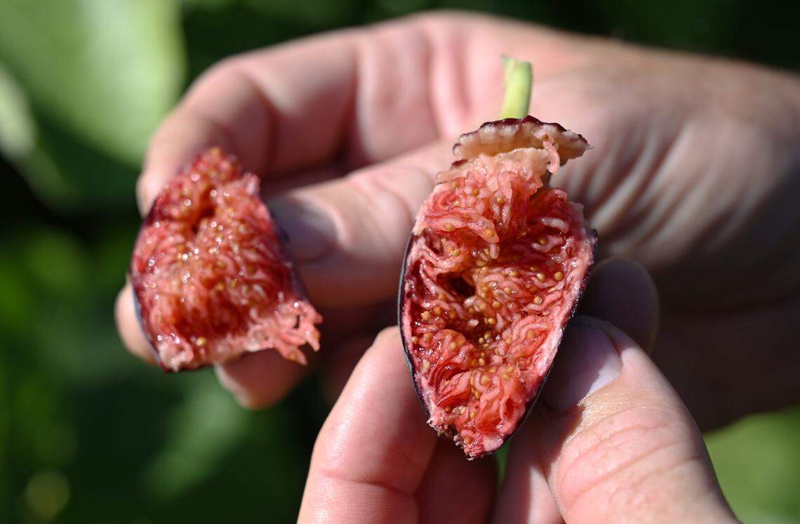 Brian Melton holds a freshly pulled fig from his front yard revealing the juicy interior Wednesday, Aug. 13, 2025 in Fresno. Melton has cultivated a following on social media selling ripe packaged figs of various varieties from his front porch. 