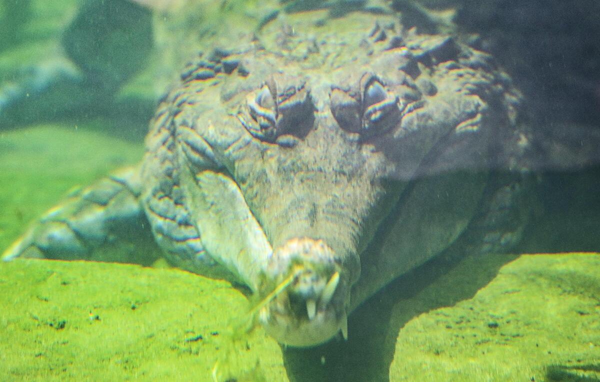A sunda gharial settles in the watery depths of its exhibit as visitors get a close look through the glass wall of the enclosure inside the new Kingdoms of Asia section of the Fresno Chaffee Zoo that opened to the public on Saturday, June 3, 2023.