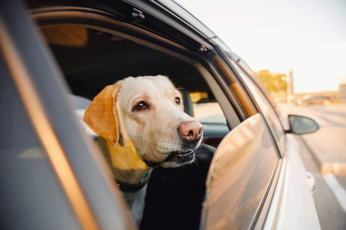 Hot temperatures are even more dangerous for dogs than they are for humans.