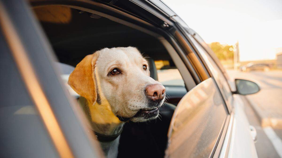 Hot temperatures are even more dangerous for dogs than they are for humans. That’s because they don’t sweat as humans can, and they cool themselves primarily by panting. Without protection from the sun and high temperatures, heatstroke can occur in minutes, causing brain damage or even death.
