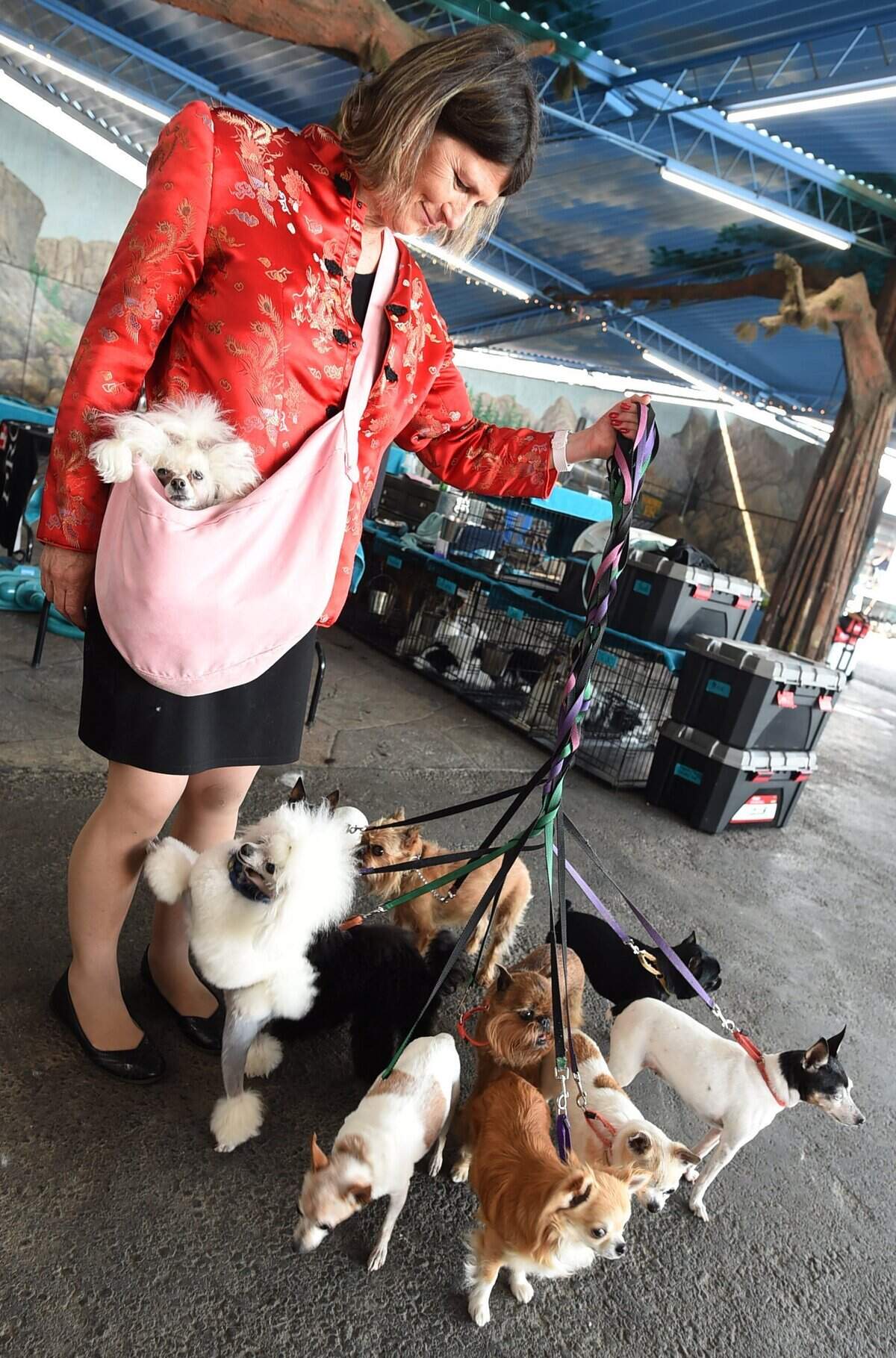 Annie Hoffman of Los Angeles takes her show dogs for a walk during the Sun Maid Kennel Club’s annual dog show in February at the Big Fresno Fairgrounds.