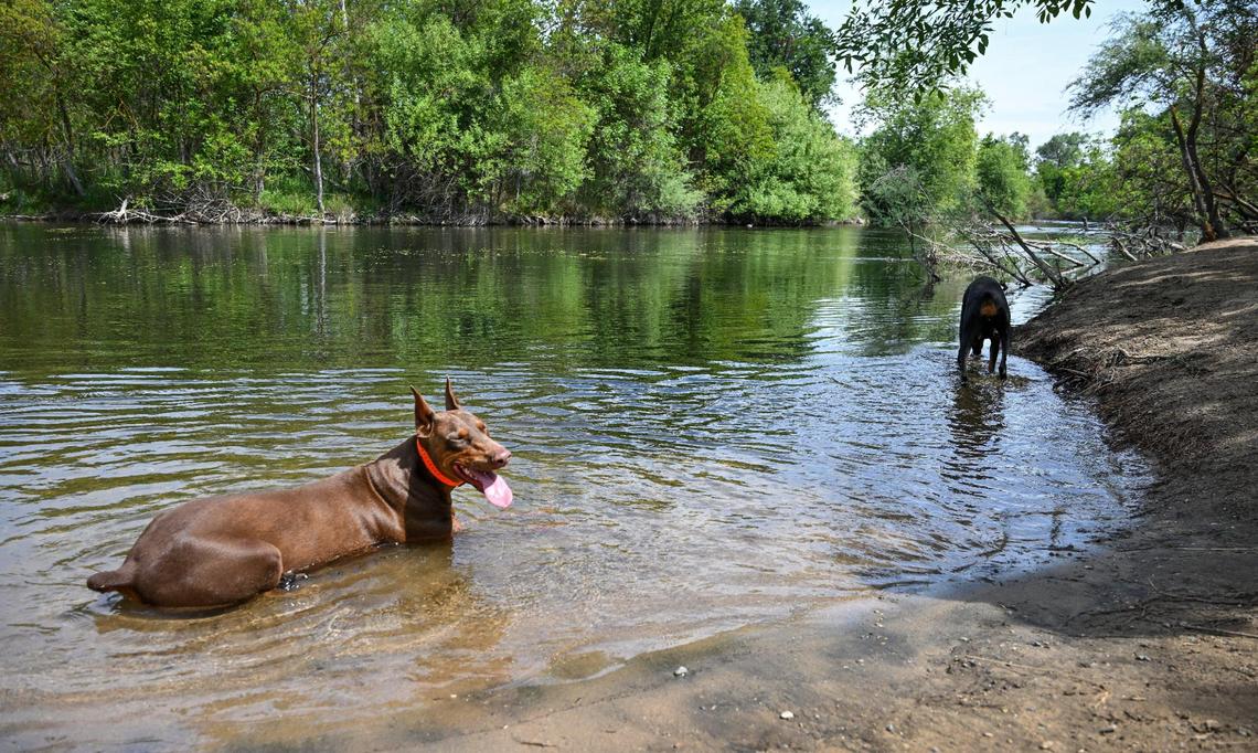 A pair of dobermans cool off in the San Joaquin River on a warm day just to the north of Woodward Park in Fresno on Wednesday, April 20, 2025.