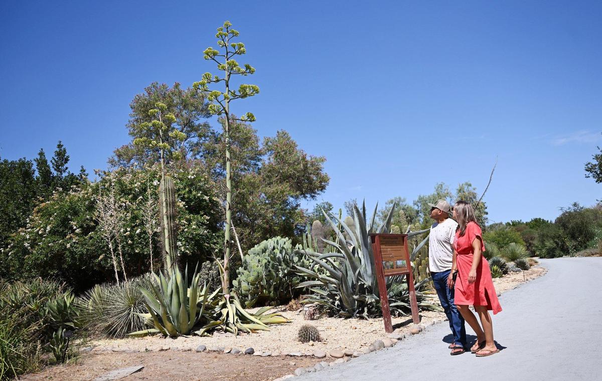 A couple views the agave americana plant at the Clovis Botanical Garden Friday, June 20, 2025 in Clovis, CA. The tallest stalk measures around 20 feet in height.