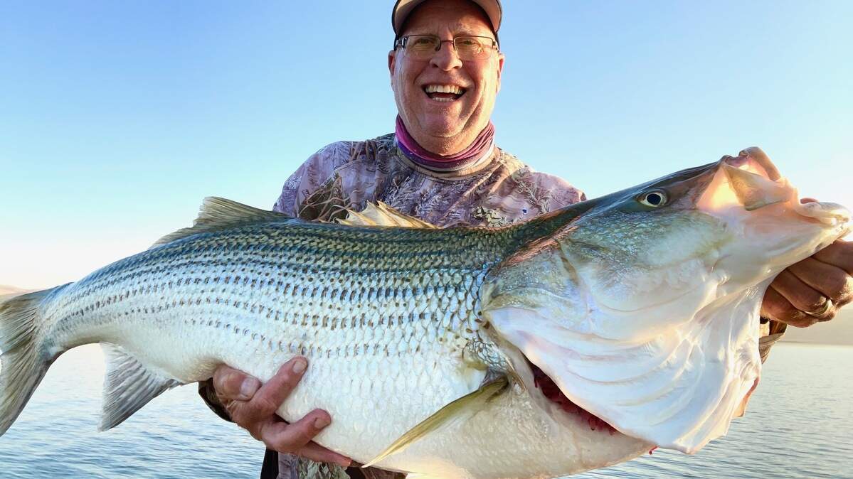 Roger George shows off his personal-best striper caught at San Luis Reservoir on Oct 1. It measured 45 1/2 inches and weighed 43 pounds. He was scouting alone. George has caught bigger stripers: his Millerton Lake record from 1998 weighed 50.3 pounds.