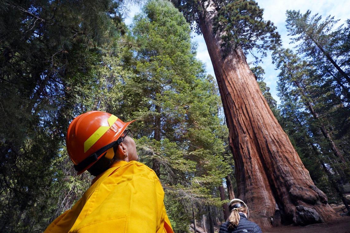 Christy Brigham, Chief of Resource Management and Science for Sequoia and Kings Canyon National Parks leans back and gazes towards the General Grant giant sequoia Wednesday, Oct. 13, 2021 in Kings Canyon National Park.