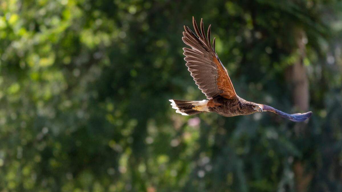 Ripley, the Fresno Chafee Zoo’s Harris’s Hawk, went missing Saturday, April 27, 2024.
