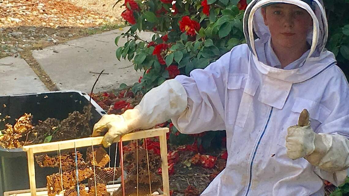 Bees are dying in droves. Here’s why that’s important to you and the food you eat