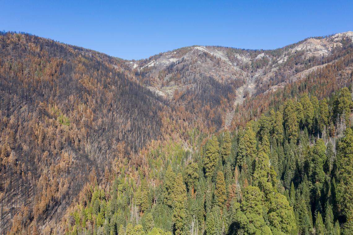 Alder Creek Grove after the 2020 Castle Fire.