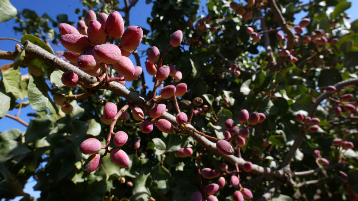 Ripeing pistachios await harvesting at a Fresno orchard in this file photo. The acreage of pistachios in the San Joaquin Valley more than tripled between 2002 and 2022, according to the U.S. Census of Agriculture.
