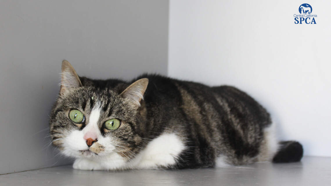 Ben, Gracie and Hugo are looking for new homes!