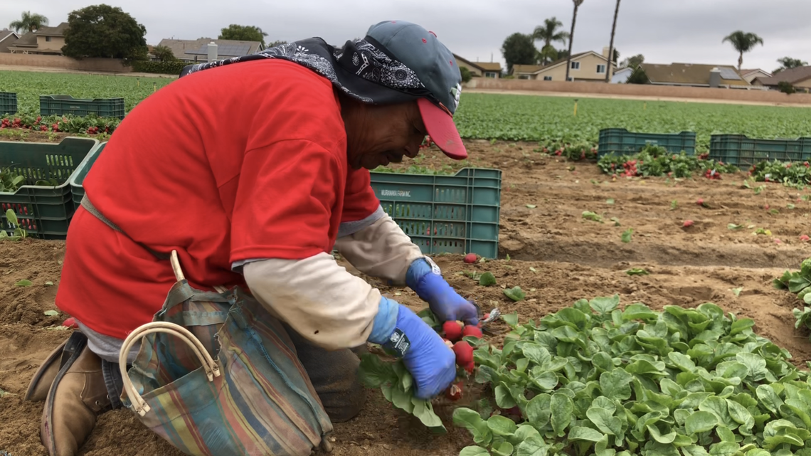 Efren Garcia picks radishes onlinside U.S. Senator Alex Padilla (D-California) on Friday, June 3, 2022. Padilla worked alongside farmworkers in Moorpark, CA, as part of the United Farm Workers and UFW Foundation’s ‘Take Our Jobs’ campaign. Garcia has worked in the radish fields for over 40 years.
