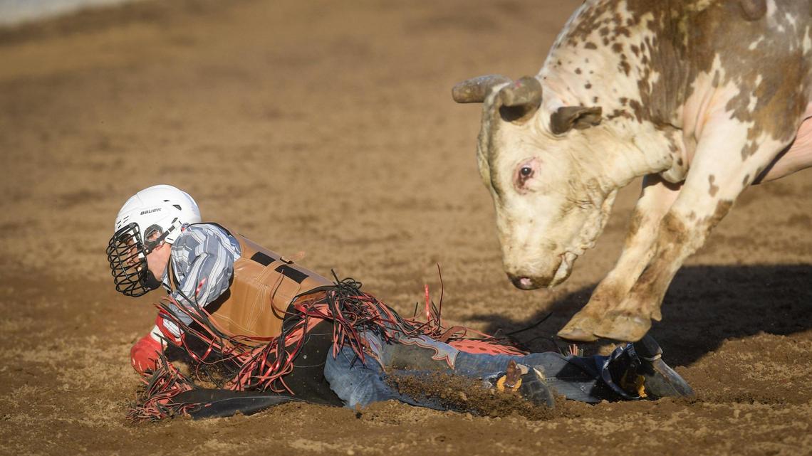 Pro bull rider Wyatt Covington scrambles out of the way of his bull Bent after falling off during the PBR event on the first night of the Clovis Rodeo at the Clovis Rodeo Grounds on Wednesday, April 21, 2021.