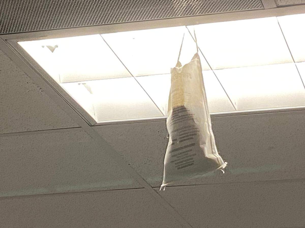 A scent bag for catching rats hangs from the ceiling inside the DMV office at Manchester Mall in Fresno on Tuesday.