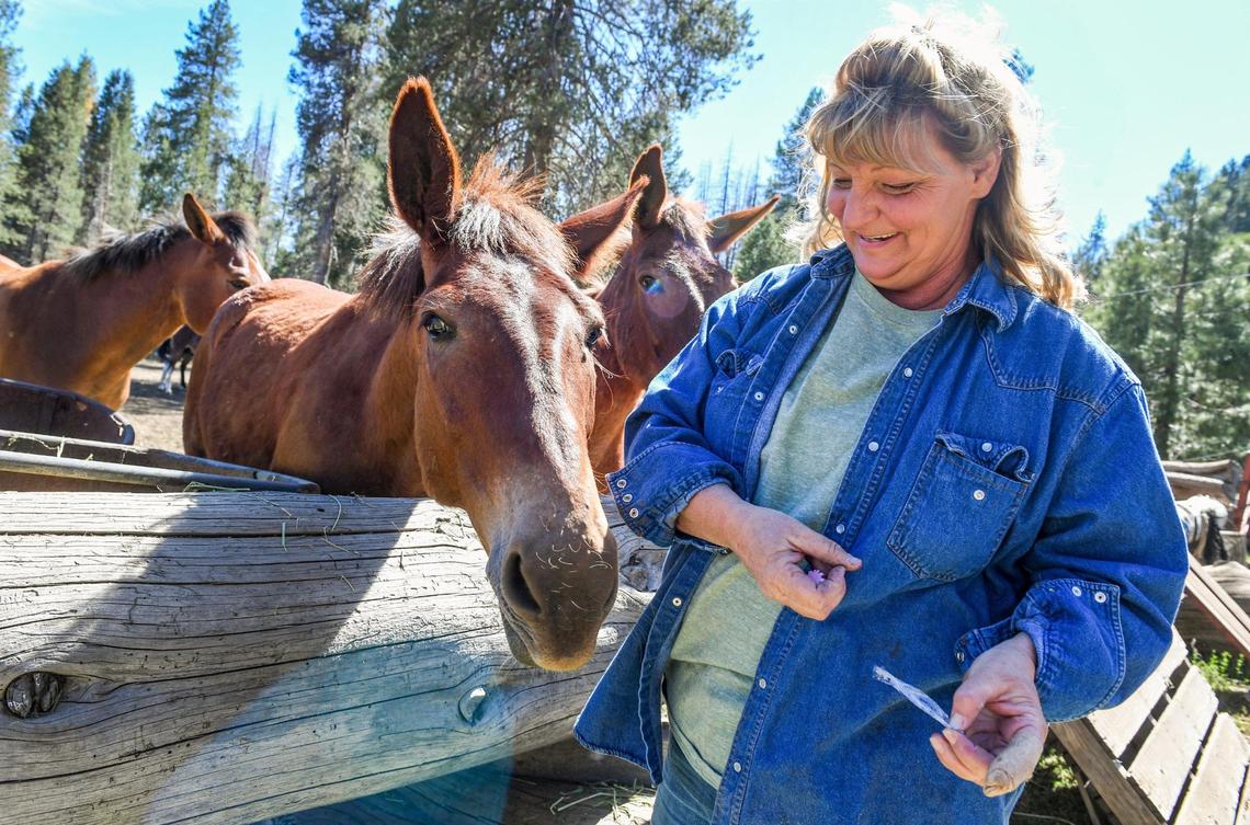 Mikki Terzian feeds her mules a snack while working at the Minarets Pack Station on Friday, June 11, 2021. Terzian and her husband Tracy say that despite damage from the Creek Fire and recent Mono wind events, the pack station is ready for business.