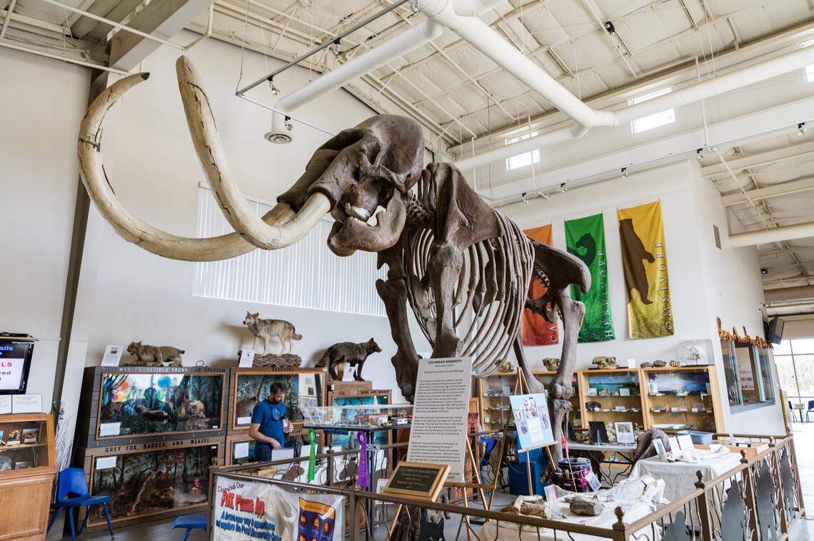 Skeleton of a Columbian Mammoth Fossil Discovery Center of Madera County