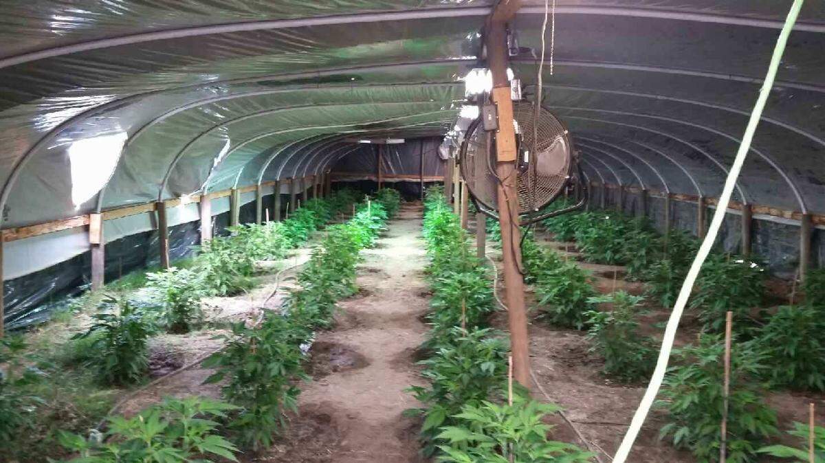 Detectives say they eradicated a large marijuana grow site in Lindsay on Thursday, Oct. 4, 2018.