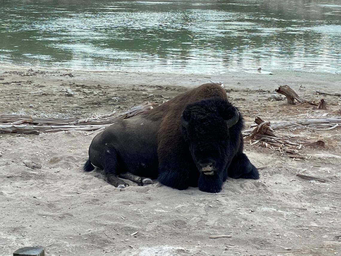A bison lays in the dirt in front of Sour Lake, one of several hot springs and fumaroles located along the Mud Volcano Trail in Yellowstone National Park. Photographed on Wednesday July 21, 2021.