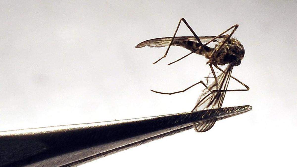 Biologist Chenoa Defreece holds a dead mosquito in tweezers at the Fresno Mosquito and Vector Control District lab in this Bee file photo from April 2014.