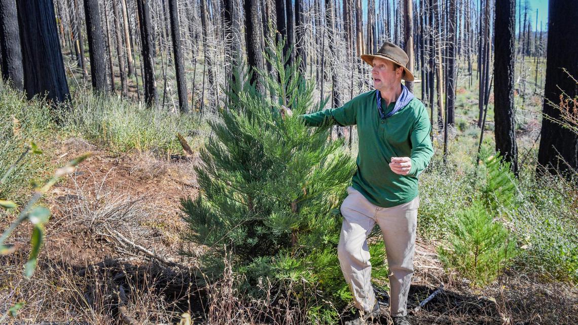 Ecologist Chad Hanson stands next to a young giant sequoia tree that has grown as tall as him in an area of Nelder Grove northeast of Oakhurst, on Wednesday, Oct. 27, 2021. Hanson has studied the area that encountered intense fire during the Railroad Fire four years ago which killed nearly all the trees there. He believes that although giant sequoia trees have struggled here over the last 100 years, the intense heat of the 2017 fire has generated an abundance of new growth.