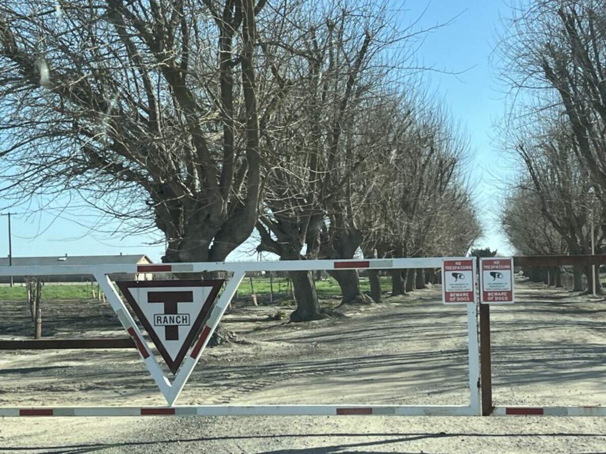 Trees line the driveway of Triangle T Ranch.