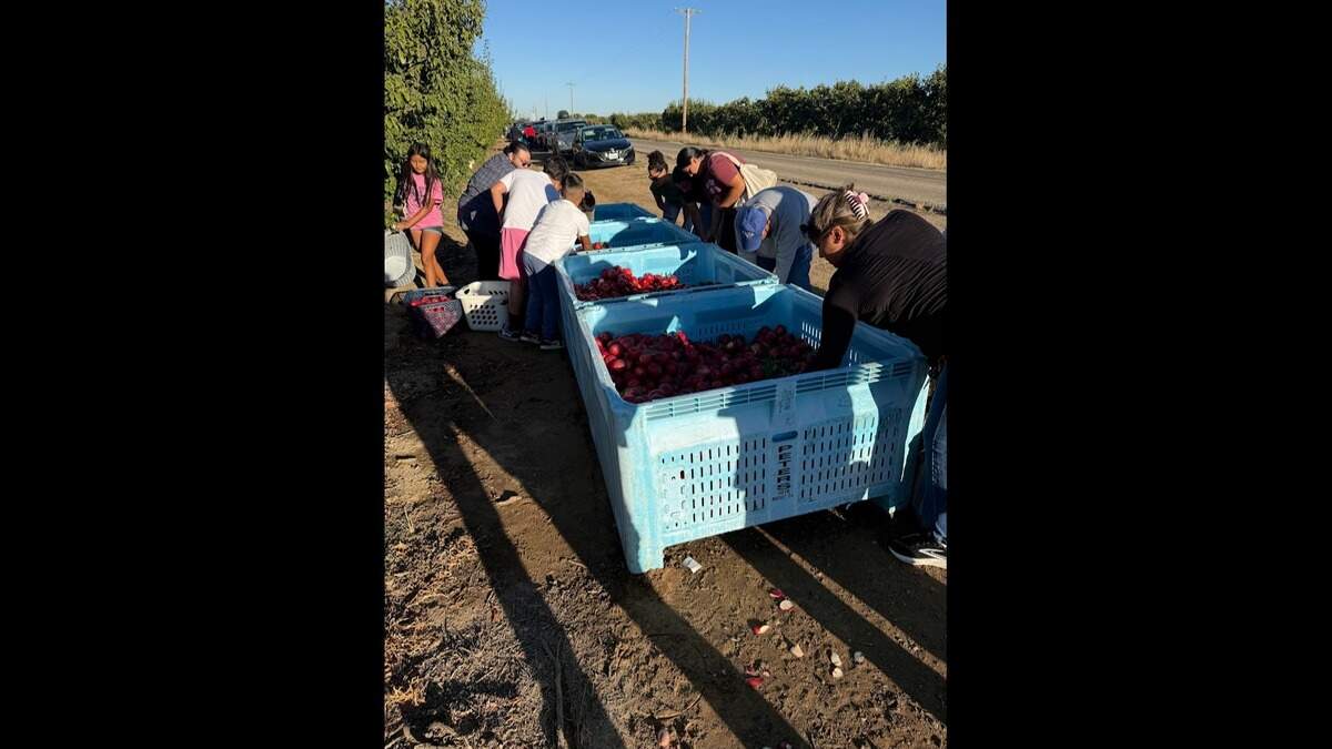 Reedley farmer uses chainsaw to remove embattled trees. Grower responds with lawyers