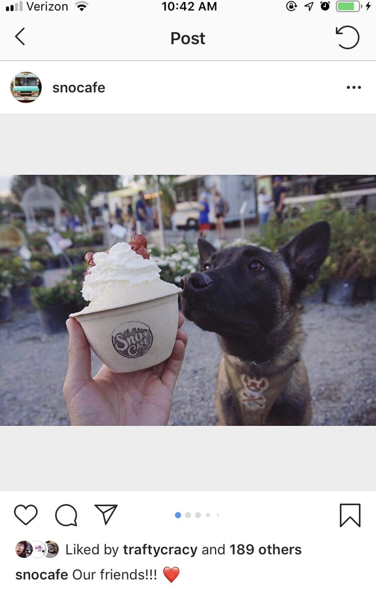 Perseus is about to enjoy a “pup cup” from the Sno Cafe truck.
