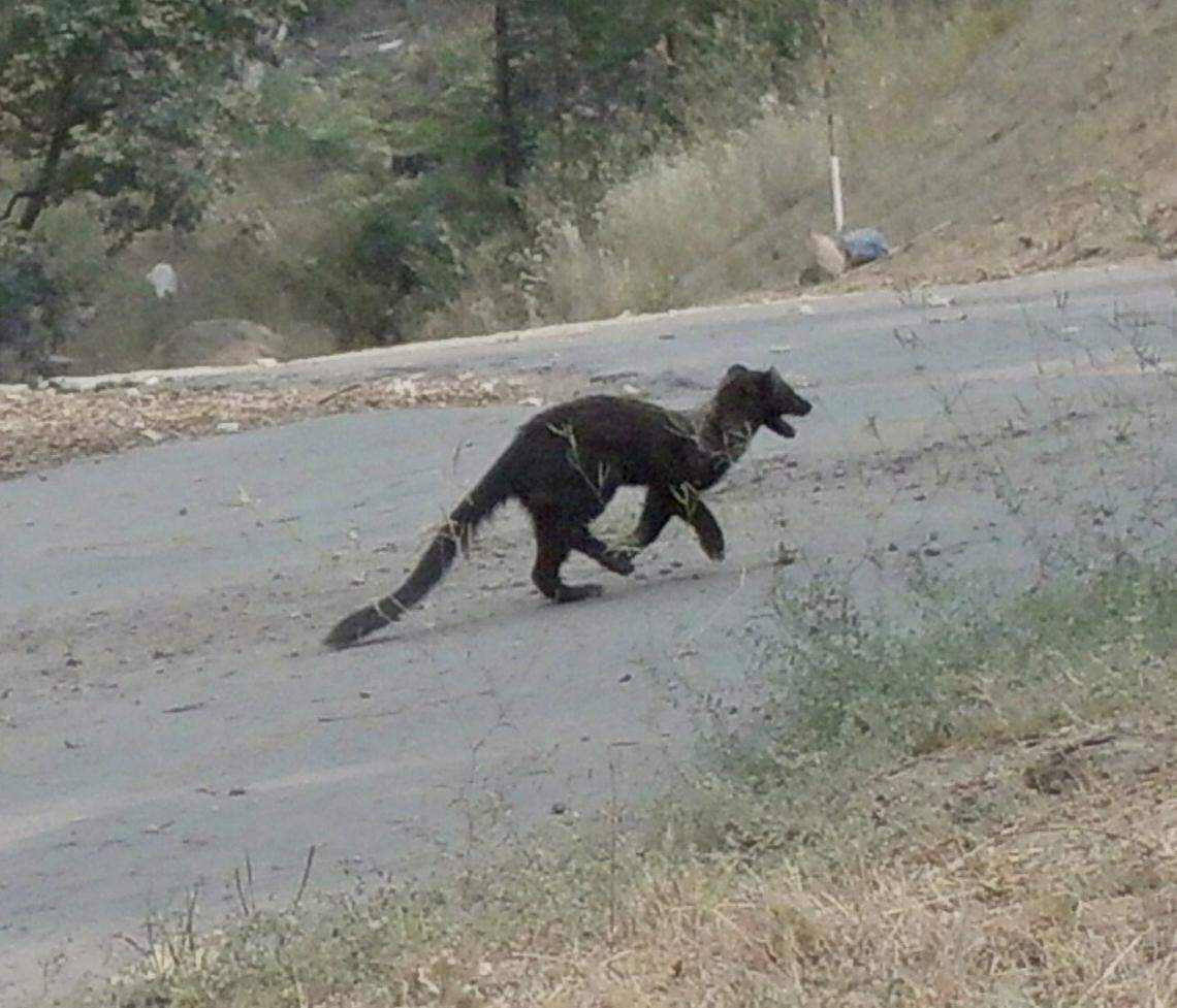A trail camera on Scott Silva’s property below the village of Shaver Lake captured this image of an endangered fisher at 2:26 p.m. Sept. 7. The Creek Fire burned his property in the Dogwood neighborhood later that day.