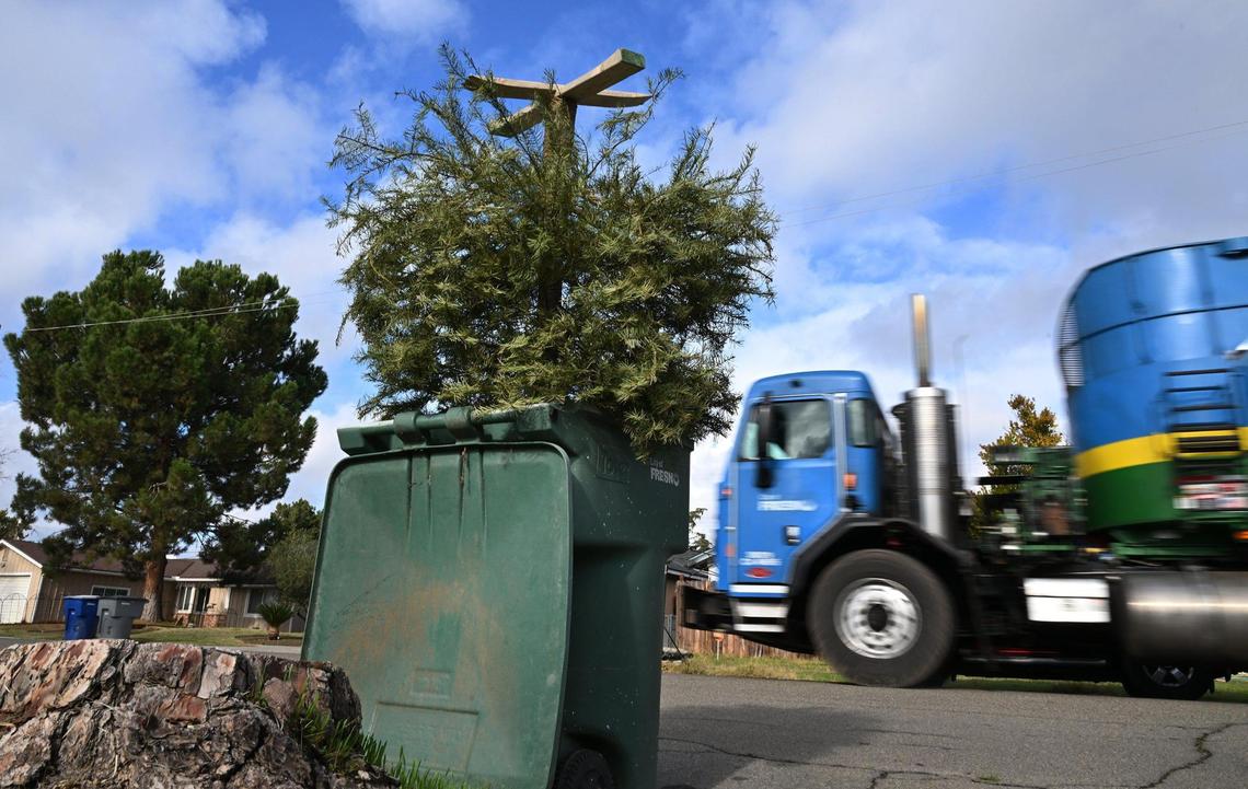 An upturned Christmas tree is seen in a green recycling can as City of Fresno solid waste trucks drive their collection routes in central Fresno Wednesday, Jan. 3, 2024.
