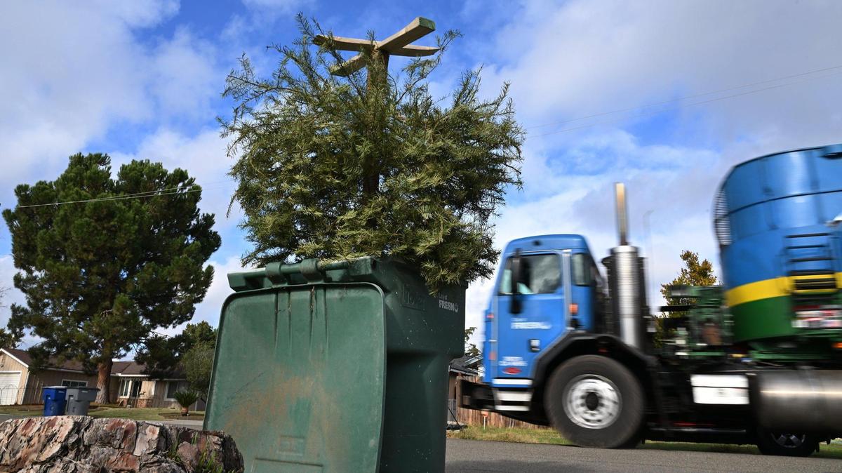 An upturned Christmas tree is seen in a green recycling can as City of Fresno solid waste trucks drive their collection routes in central Fresno Wednesday, Jan. 3, 2024.