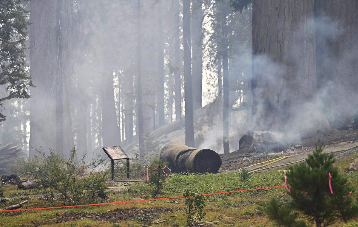 The Garnet Fire smolders within the McKinlet Grove of giant sequoias in the Sierra National Forest southeast of Shaver Lake Tuesday, Sept. 9, 2025. A sprinkler system was installed to help protect the trees.