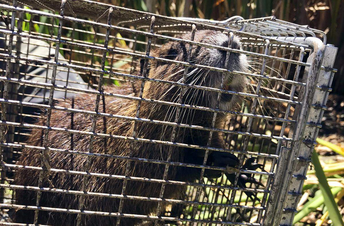 A nutria with its distinctive white whiskers found trapped by California Department of Fish & Wildlife Wednesday, June 13, 2018 near Los Banos. 