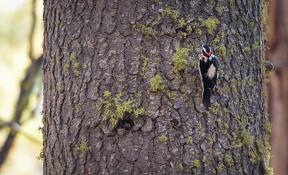 A hairy woodpecker pecks away at a blackened tree in Nelder Grove in the Sierra National Forest four years after the Railroad Fire burned through the area with low, moderate and high intensity, on Wednesday, Oct. 27, 2021. Ecologist Chad Hanson believes that the wildlife as well as the trees need intense fire periodically to support their natural ecosystems.