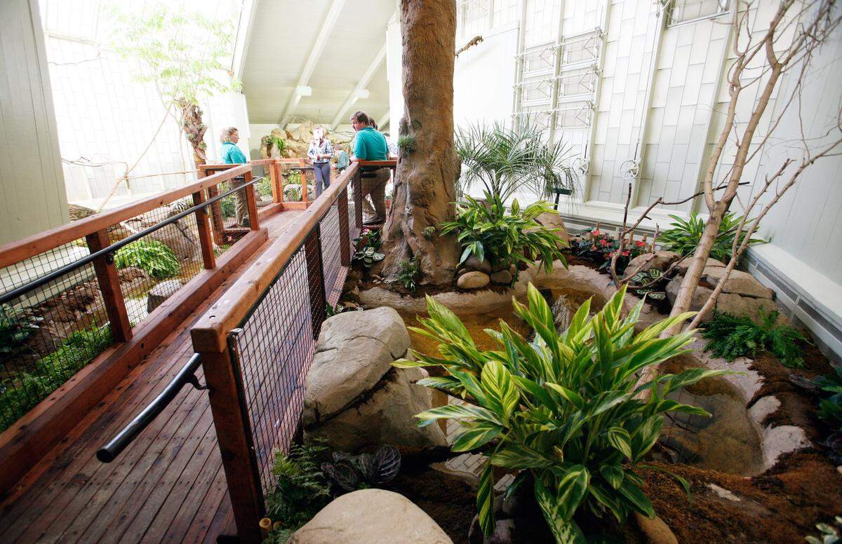 The new indoor rainforest exhibit at Fresno Chaffee Zoo is shown March 5, 2009. The walk-through experience lets visitors can get close with a two-toed sloth, tortoise, frogs, lizards and birds at rainforest temperatures.