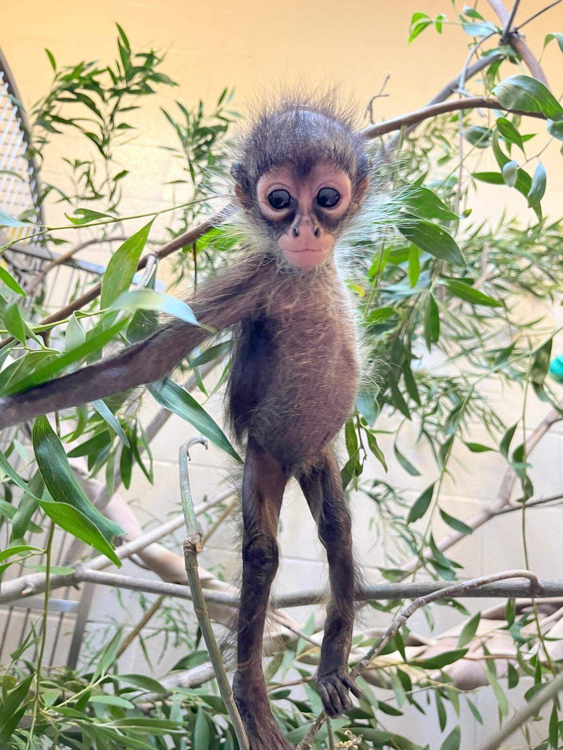 Azules, a Mexican spider monkey at her temporary home at the Oakland Zoo.