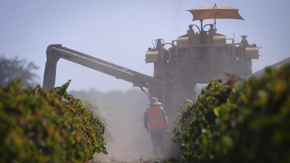 A worker follows a raisin harvesting machine at a farm near Fresno in 2021.