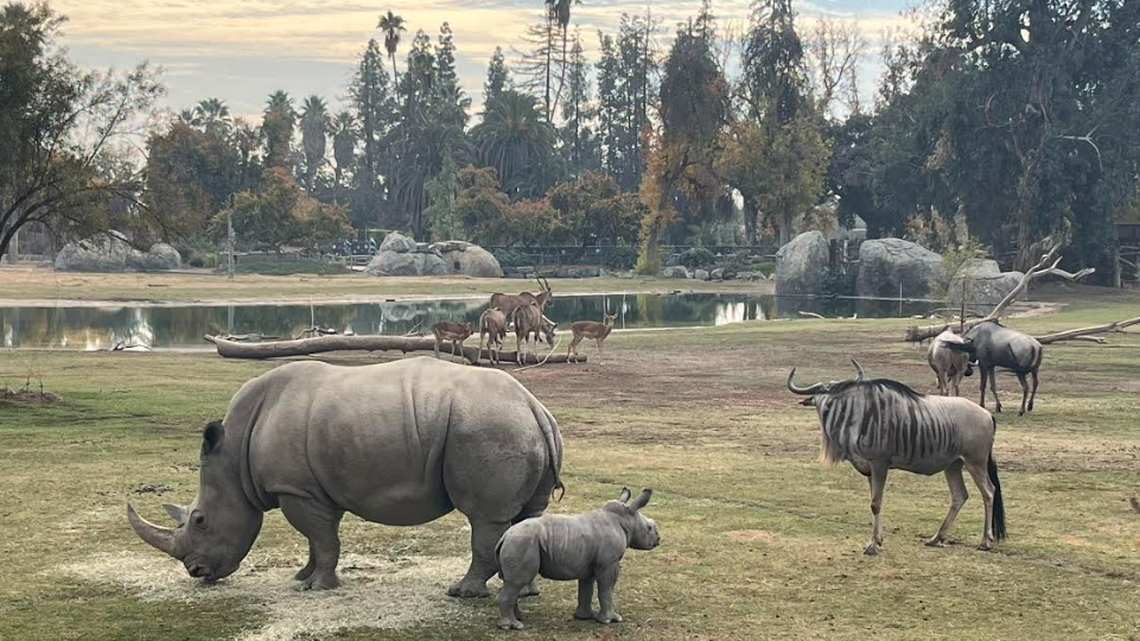 Kayla, a southern white rhino, gave birth to a male calf at Fresno Chaffee Zoo.