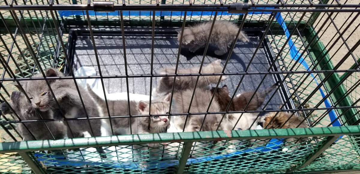 Fresno County is expecting many kittens to be born in the coming months with the weather warming up -- like this large litter of kittens that were placed in a crate. The time of year is sometimes referred to as Kitten season, which can also be a deadly time with people doing acts of animal cruelty to get rid of the baby cats.