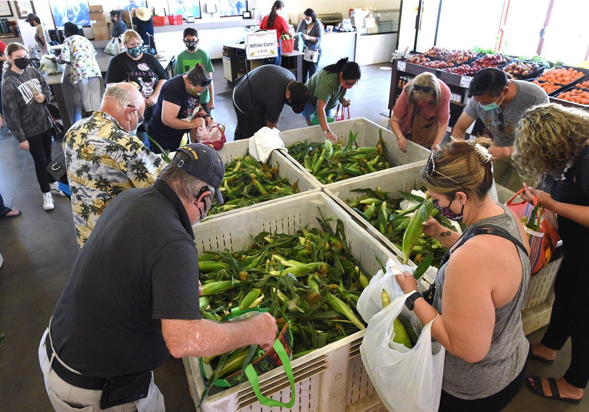 Fresno State corn fans fill their bags of sweet yellow corn on the first day sale of the annual crop at the Gibson Farm Market in this file photo from 2021.